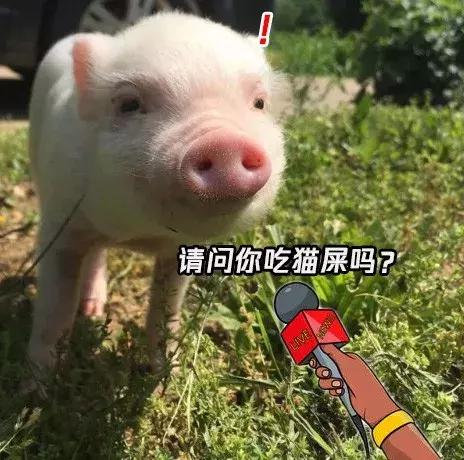 猫砂为啥裹不住猫屎,裹着猫砂的猫屎能上地吗