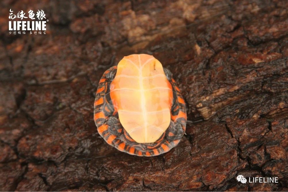 东部锦龟智商排名,红腹东部锦龟