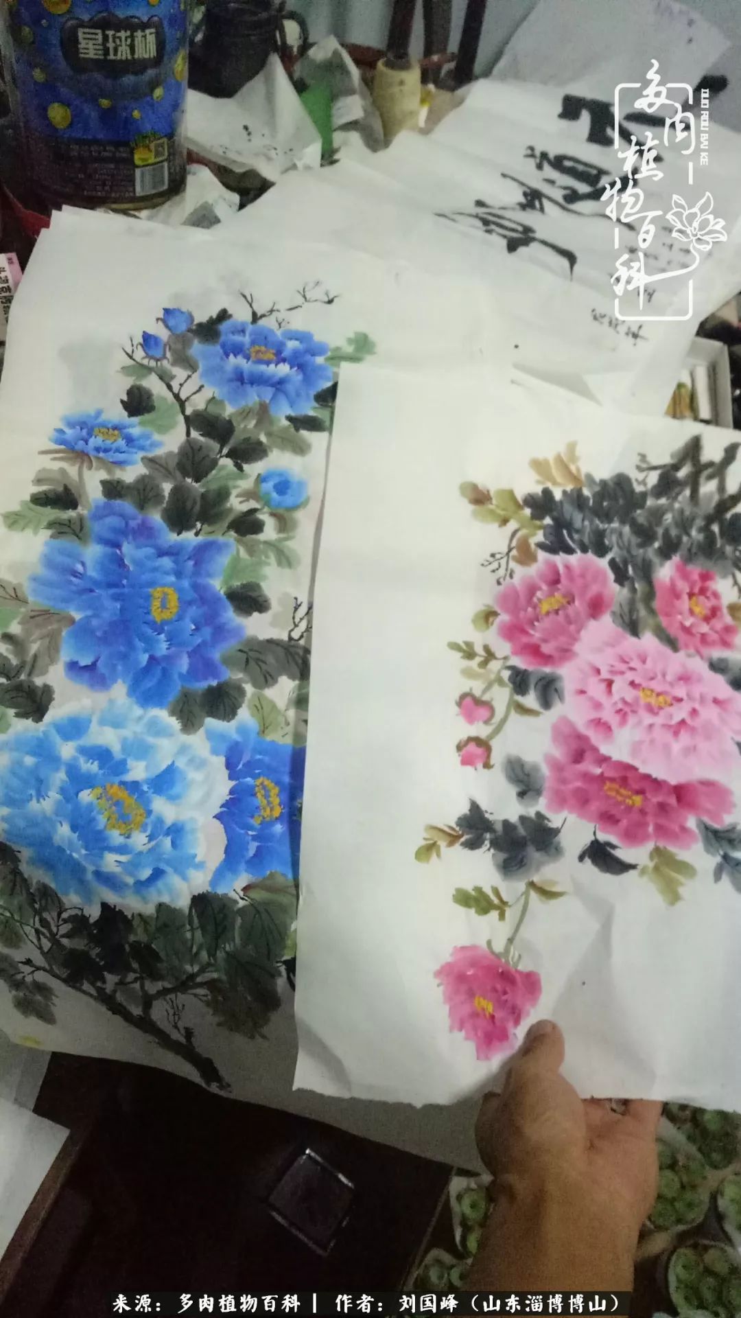 多肉植物大王叫我来巡山,大王叫我来巡山绿植