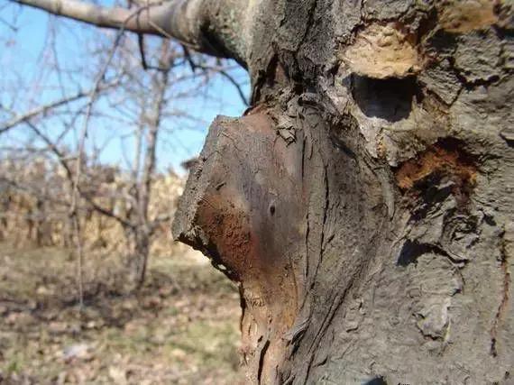 果树清园到底用什么药最好,冬季蜜柚清园管理要点