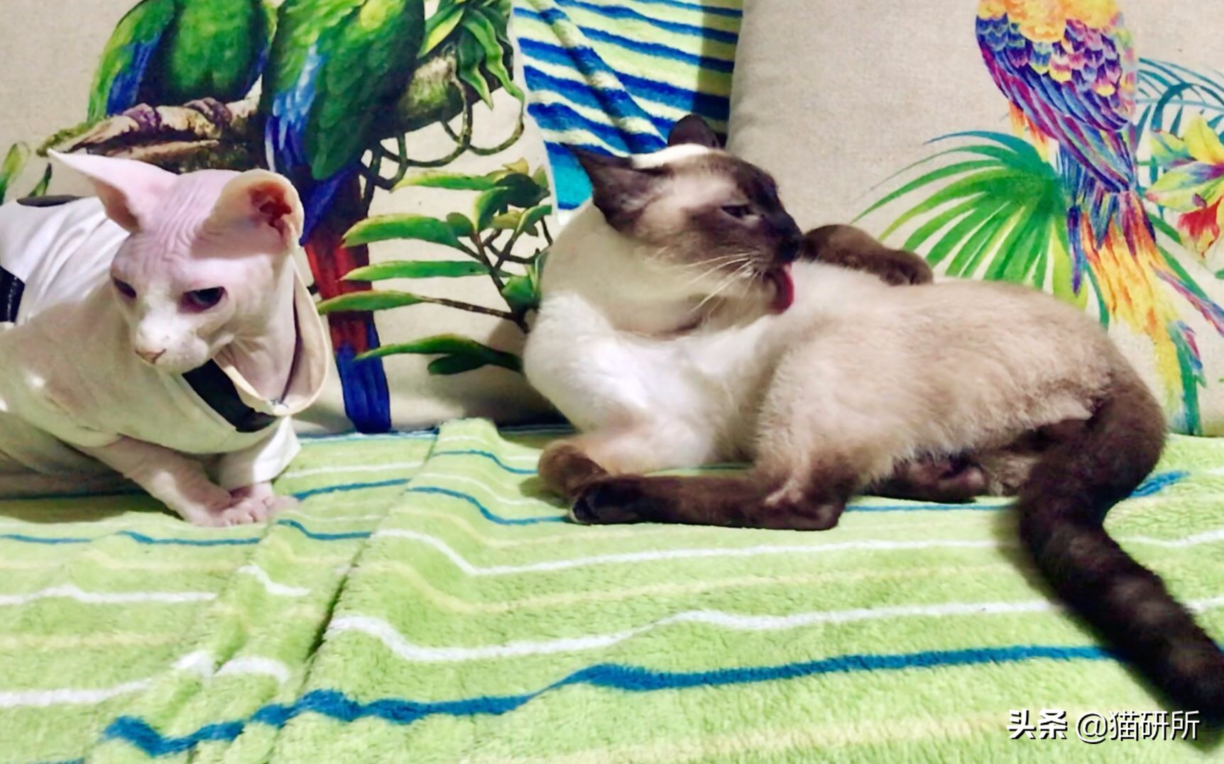 猫咪每天都要舔我脸,猫咪每天要舔自己800次