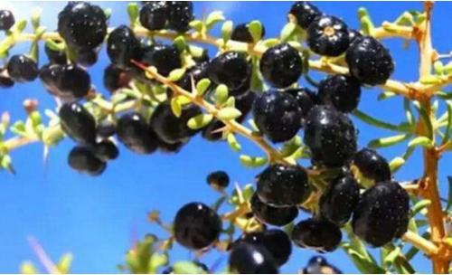 2023年全国各省黑枸杞产量,黑枸杞对土壤的要求