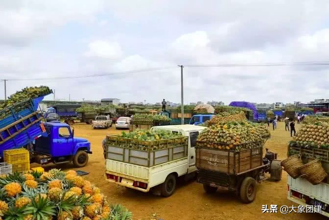 湛江菠萝海在哪个地方,湛江的菠萝海在哪里