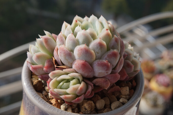 多肉植物树冰怎么养,多肉冰梅度夏注意事项