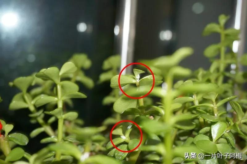 金枝玉叶干枯一碰就掉,金枝玉叶一夜之间掉了好多叶子