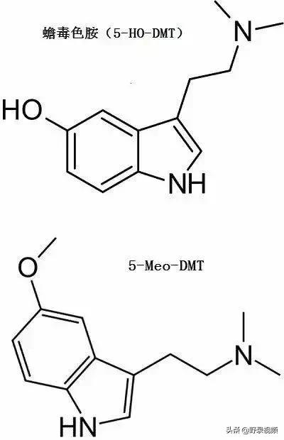 澳洲的蛤蟆有哪些,澳洲蛤蟆泛滥成灾