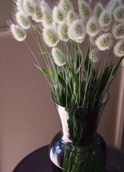 兔尾草永生花制作,兔尾草花束制作