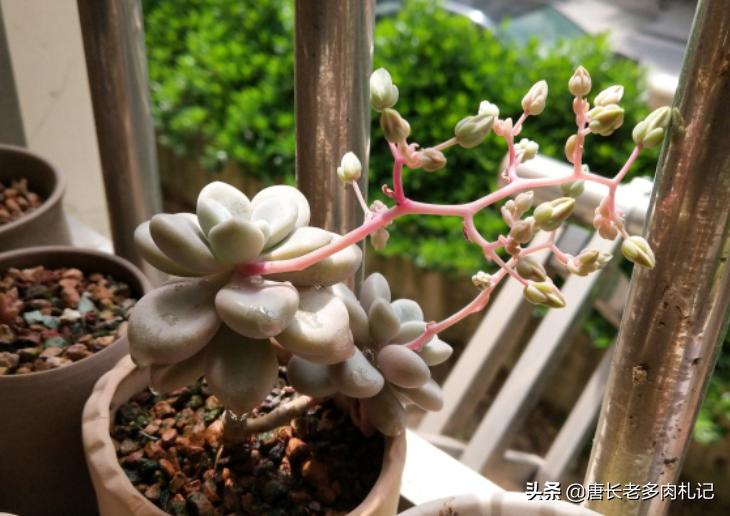 多肉艾伦长侧芽需要砍头吗,多肉中心长花箭怎么处理