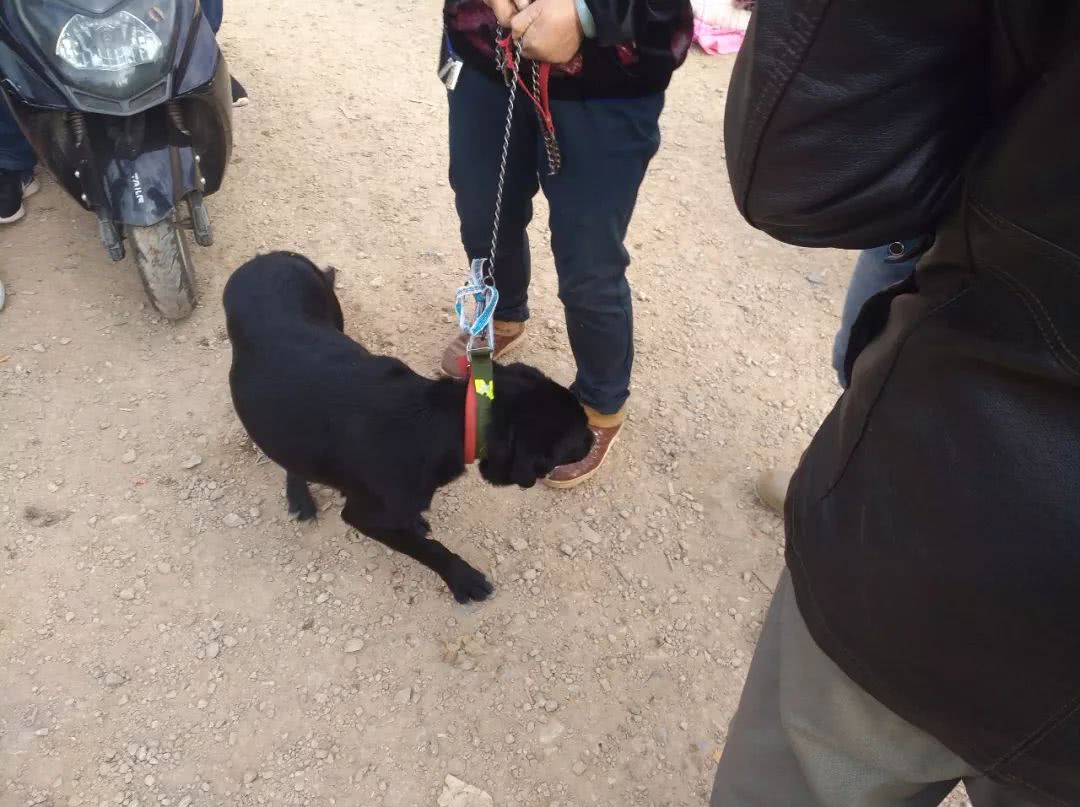 出售拉布拉多幼犬50元一只,黑色拉布拉多幼犬200元出售同城