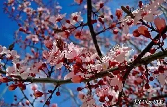 南阳赏花最佳地点,南阳春天赏花的地方有哪些推荐