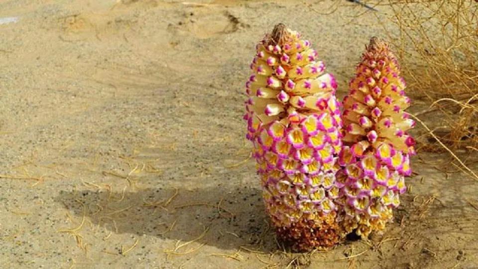 怎样区分肉苁蓉的好坏,锁阳肉苁蓉怎样识别好坏