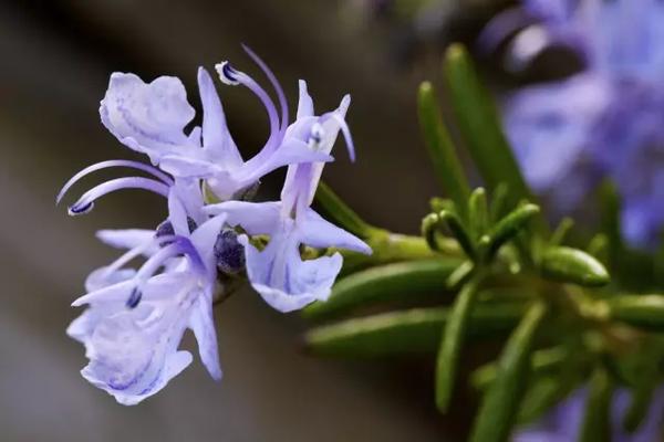 鼻子上都是黑头还有点肿,鼻子上很多颗粒黑头