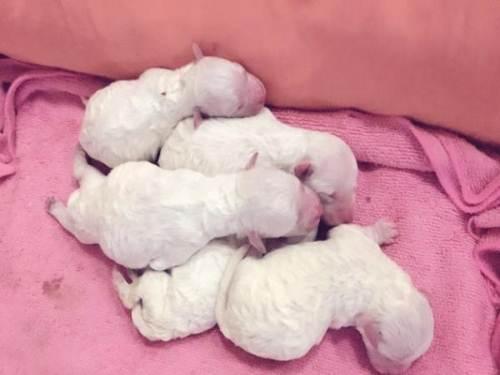 比熊一生六个变化图,比熊要死的几个阶段