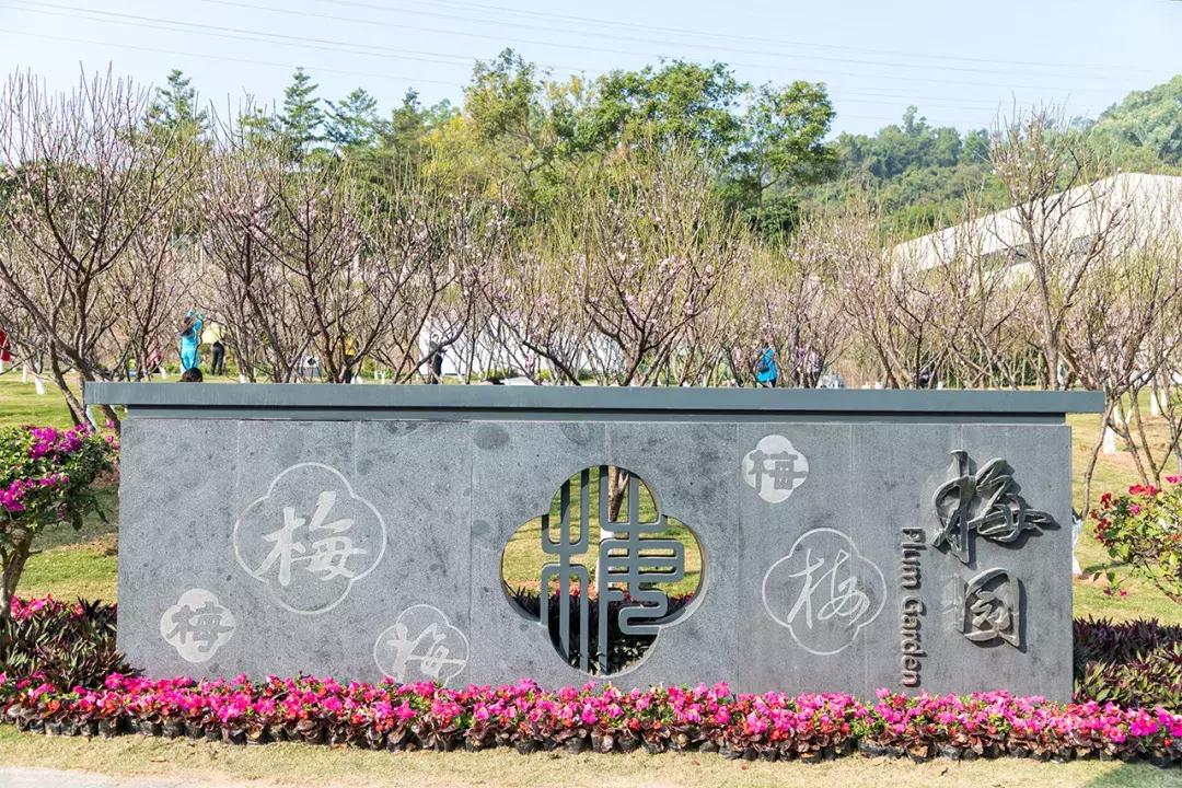 深圳隐秘风景,深圳粉色花海视频