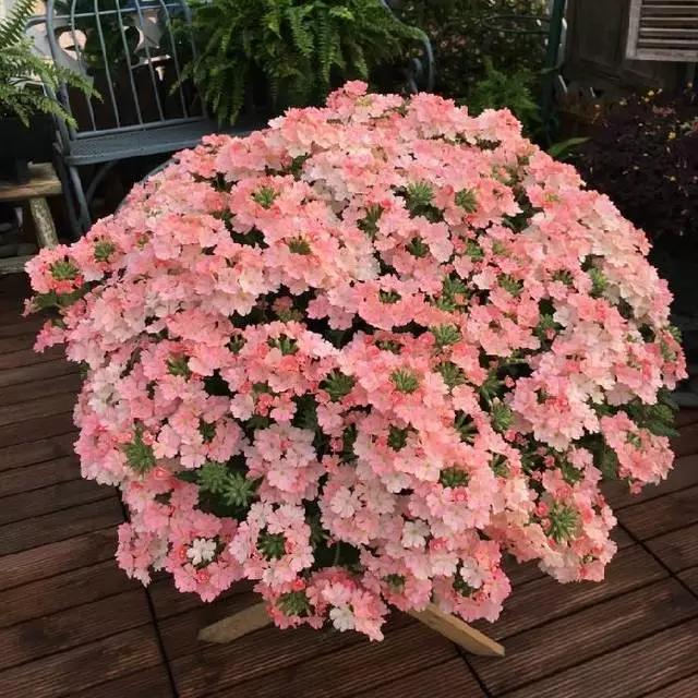 适合阳台养的四季开花有花香的花,花期长耐热耐寒又好养的花卉