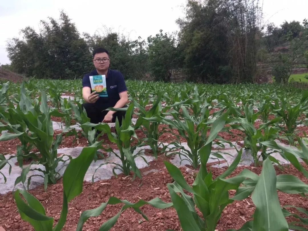 正大种业有哪几个,正大种业县级代理商