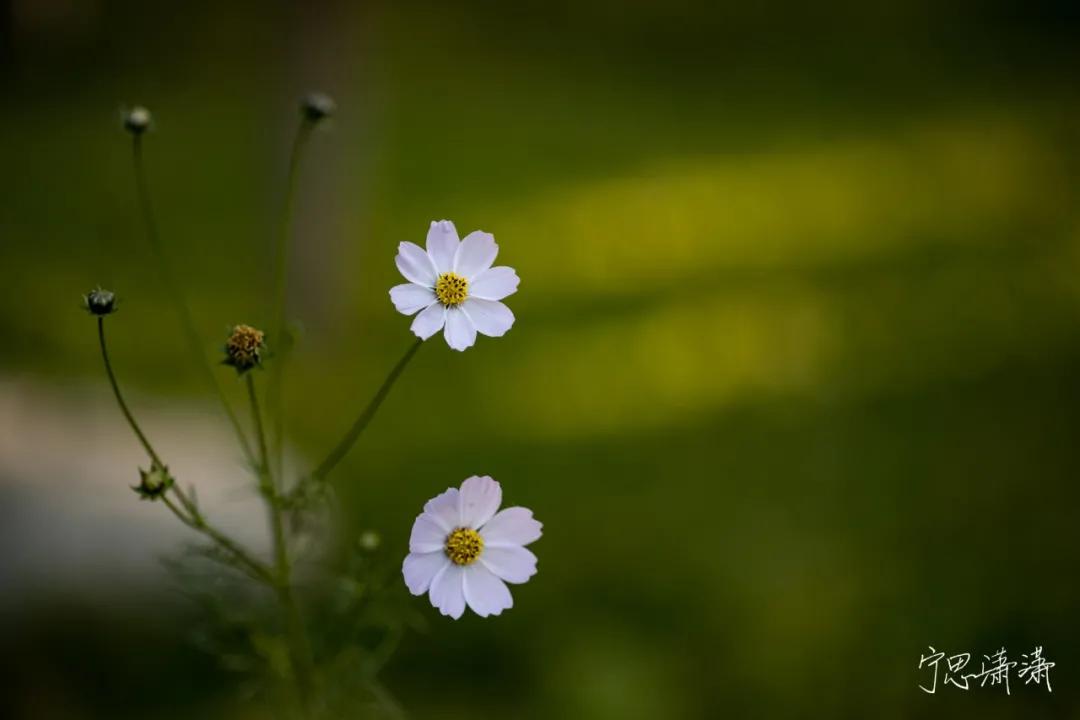 佳能微单rf卡口可用ef镜头吗,佳能微单买转接头还是rf卡口