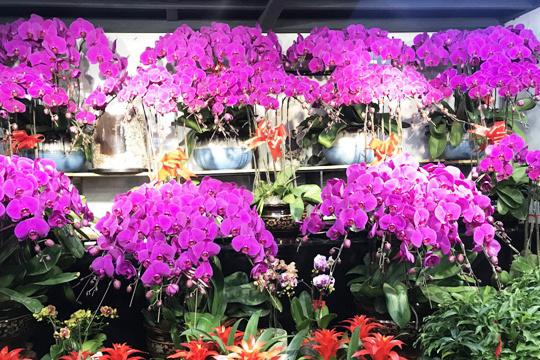 买花的正确方法和技巧,买花前的十大技巧