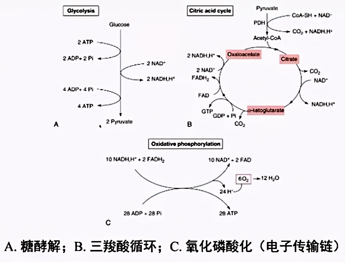 薛张纲教授,乳酸酸中毒临床指南