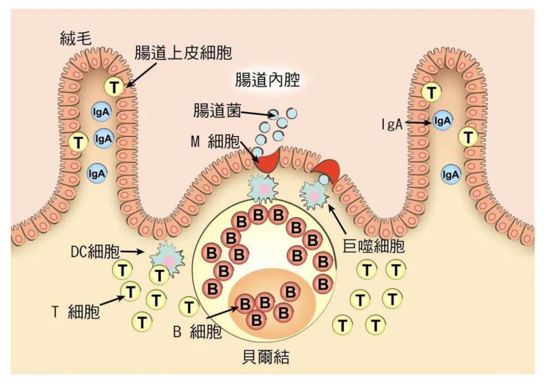 内脏都挤烂了，清朝“裹脚式”减肥法再现，你还敢试吗？