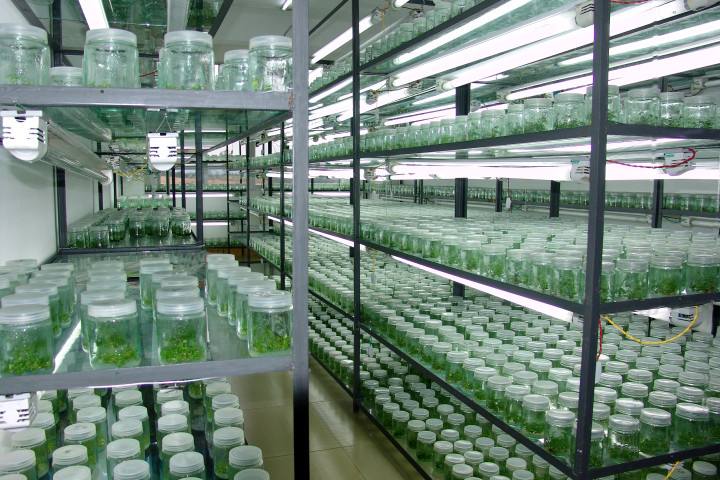 当年挂果山东烟台红富士苹果树苗,红富士苹果树苗芽变新品种介绍