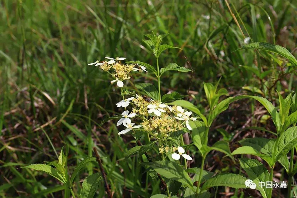 永嘉第一高山在哪里,永嘉楠溪江哪个景点最值得去