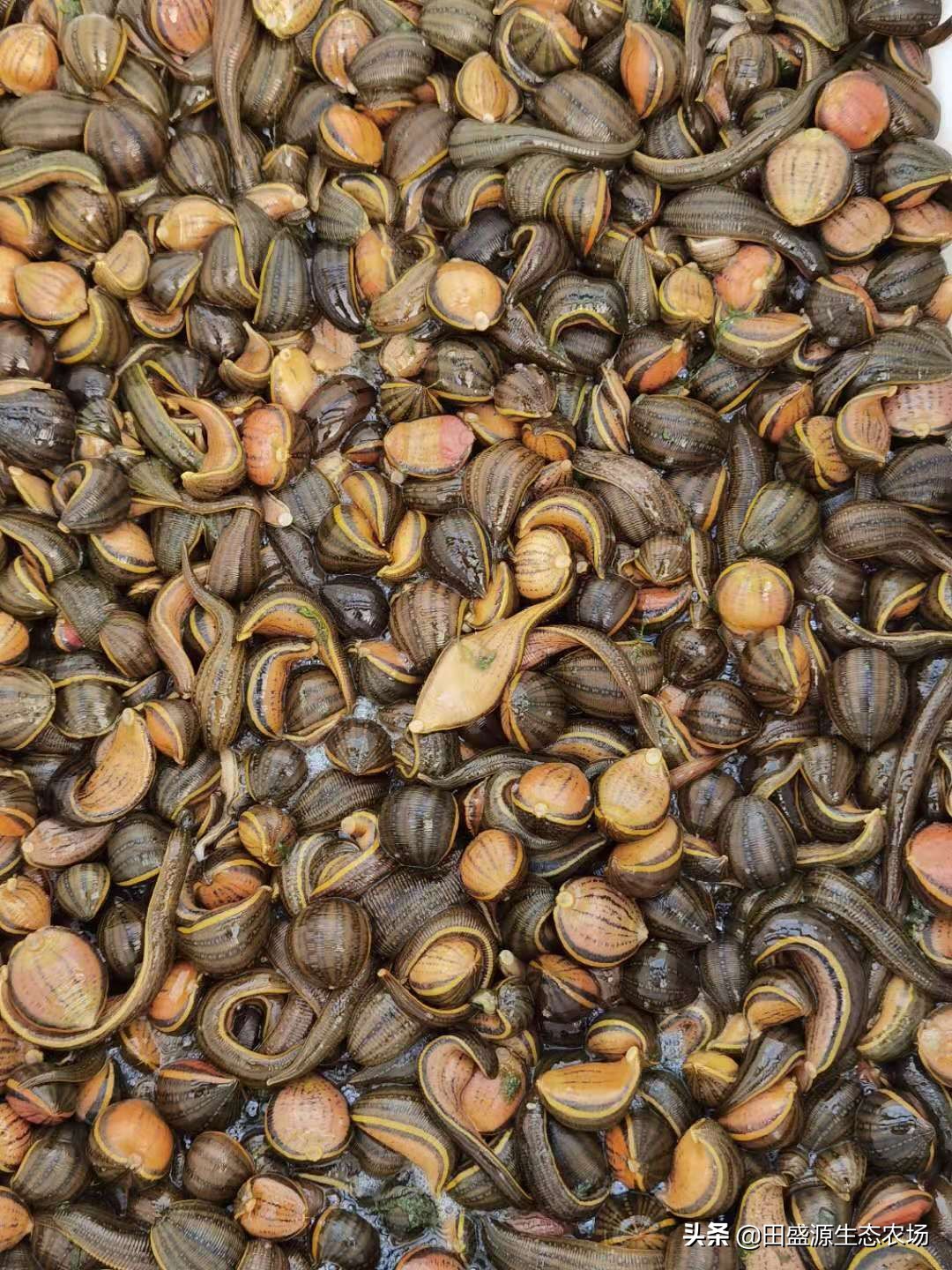 农村养殖什么药材品种比较赚钱,在农村养殖种植创业好项目有哪些