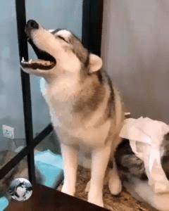 网友带哈士奇回农村老家,网友带萨摩耶到农村