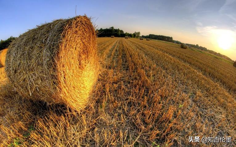 农村适合哪些投资少风险小的养殖,农村养殖种植与三农创业致富项目