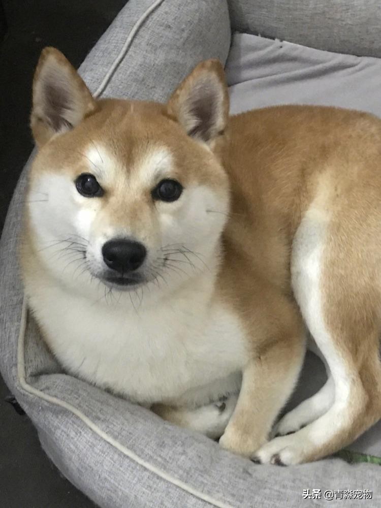 【宠物大学问】狗狗能吃虾吗?