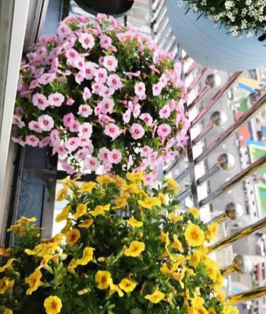 家里的花干枯影响风水吗,家里的花突然发黄发蔫风水