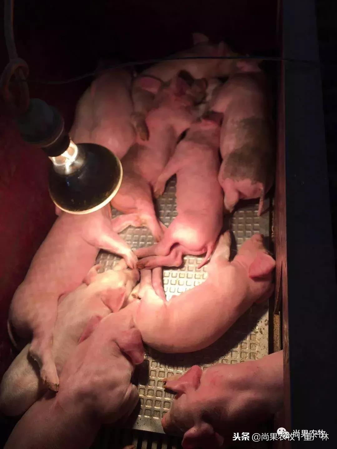 如果现在有育肥1万头和后备3000头两个项目,你会选哪个?