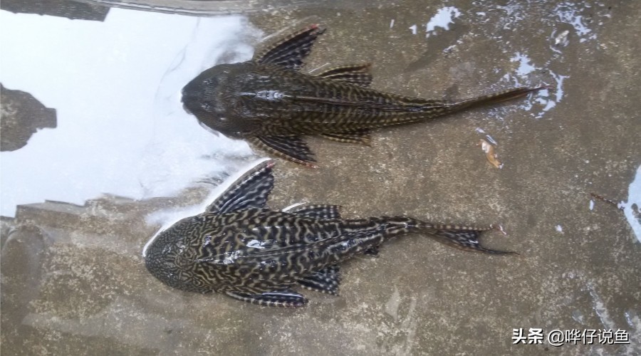 为什么人们厌恶清道夫,清道夫为什么这么遭人厌恶