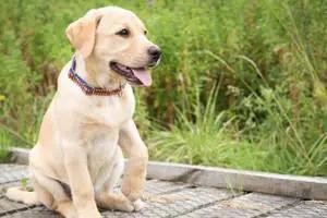 把狗溜累的视频,怎么把狗遛累