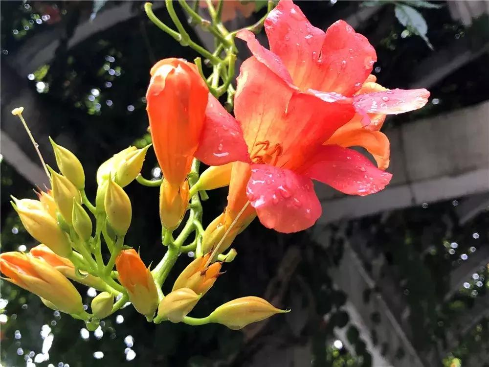 一年四季开花的爬藤花卉有哪些,一年就能爬满墙的爬藤花卉