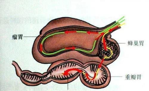 大熊猫最爱吃的竹子是什么竹子,大熊猫为什么吃竹子不伤嘴