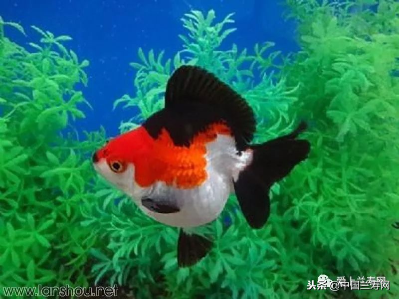 十大最稀有的金鱼品种,比较大的金鱼品种有哪些