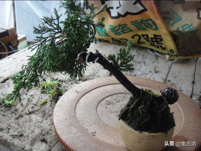 盆景老桩镂空舍利的制作,舍利盆景造型技艺图解