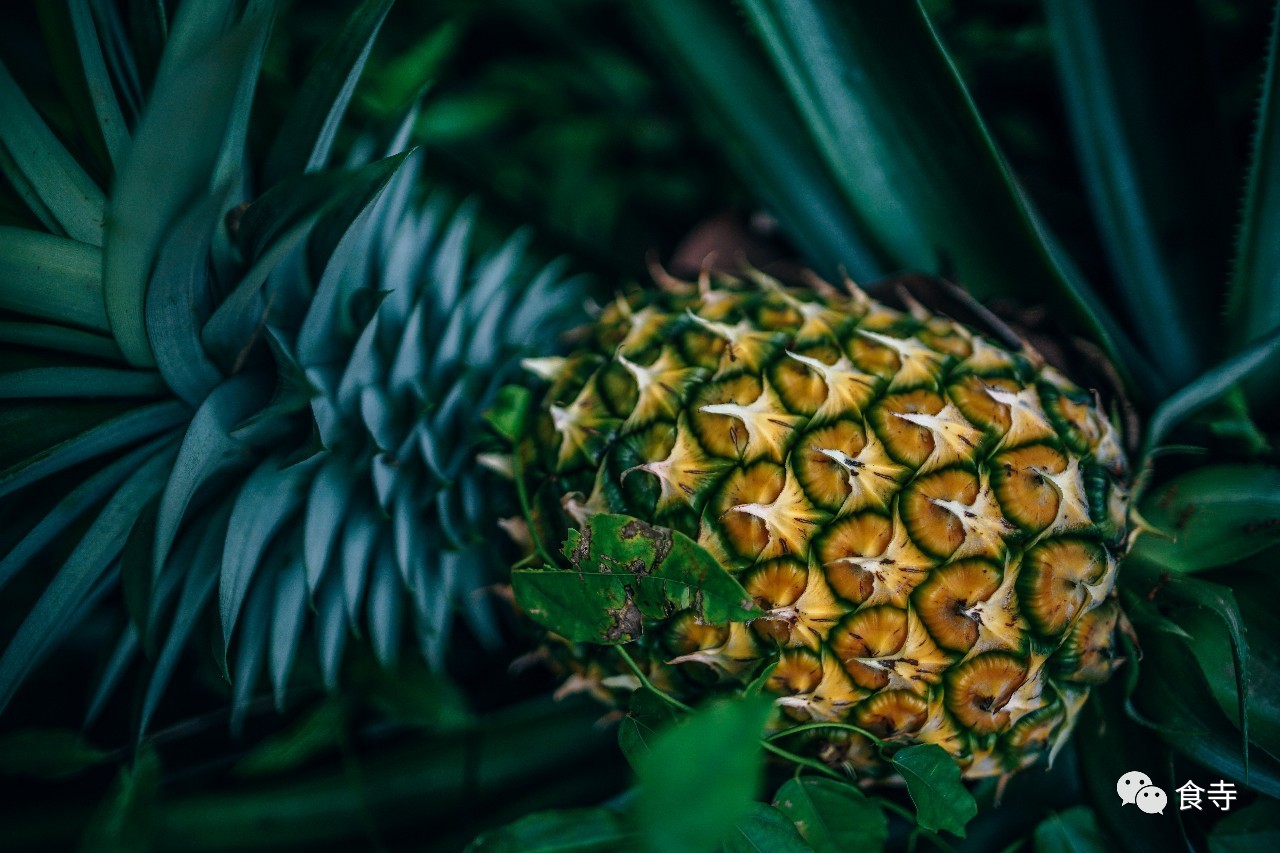 ​我是怎么用一个菠萝度过一天的？