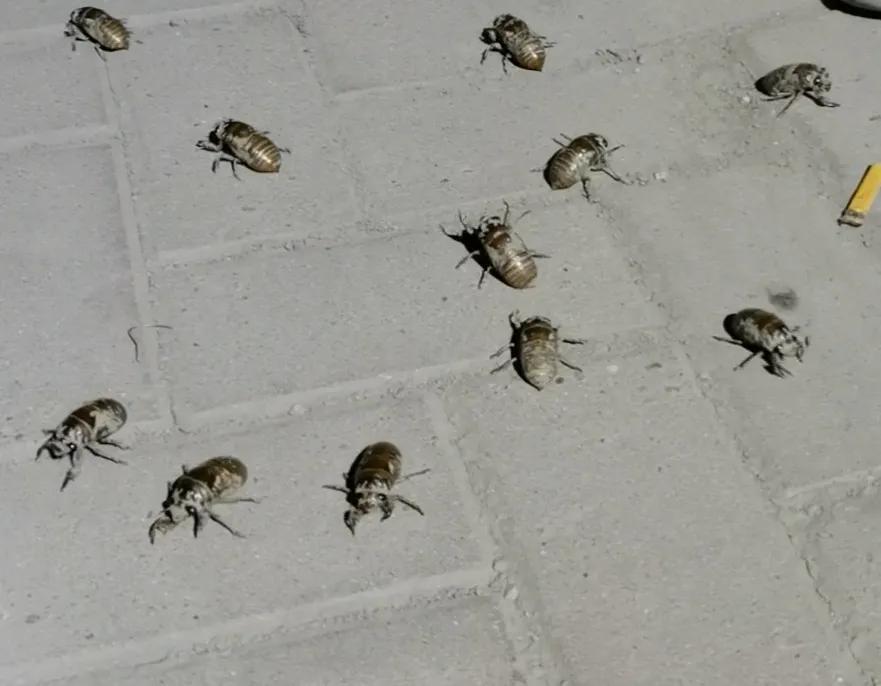 七月来了，天津小区知了钻出地面，曾经枯死的石榴树竟有发芽的