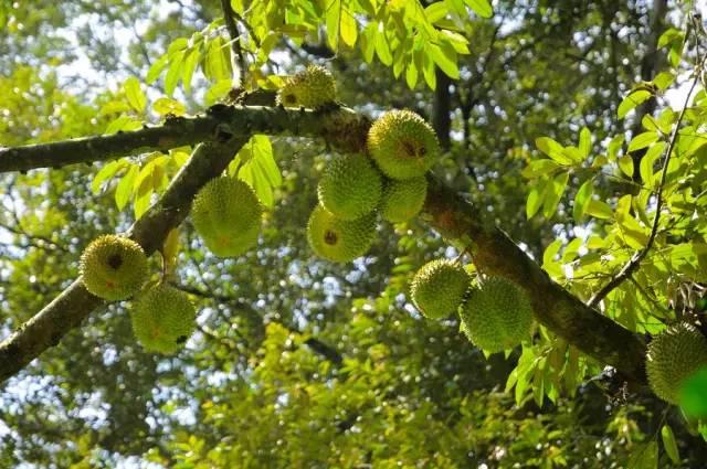 马来西亚哪里榴莲好吃又便宜,马来西亚39块钱榴莲自助