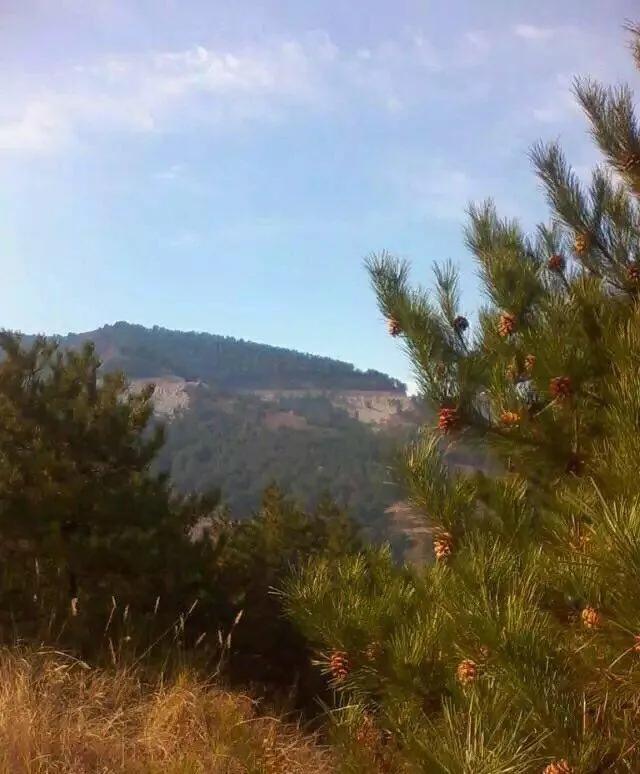 植物百科,植物百科视频