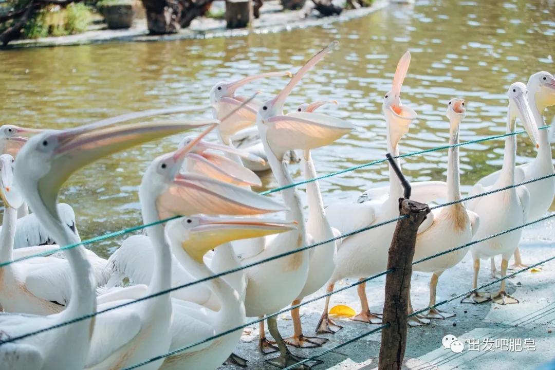 长隆飞鸟乐园怎么去长隆欢乐世界,汉溪长隆地铁站去长隆飞鸟乐园