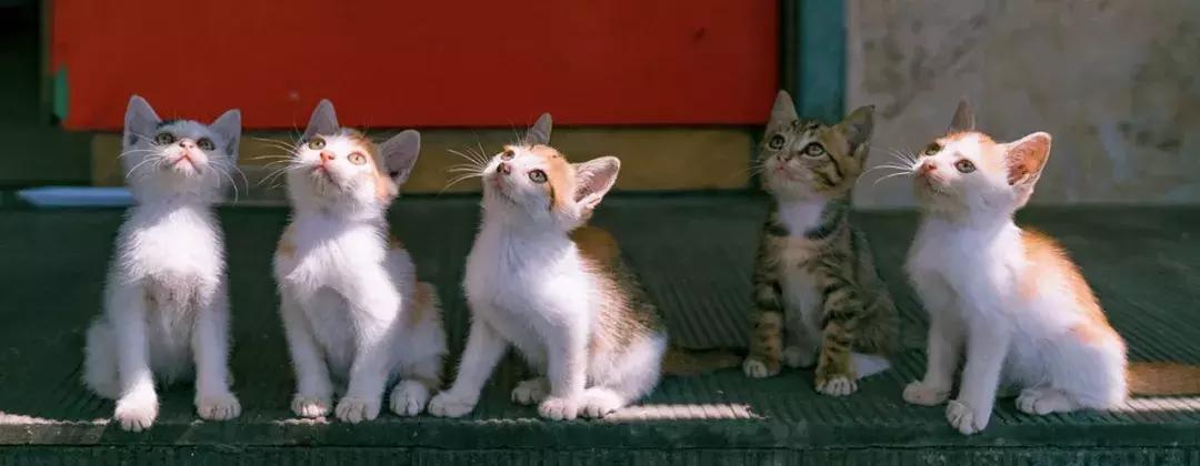 新手养猫适合养什么猫便宜,没钱养猫真的不能养吗