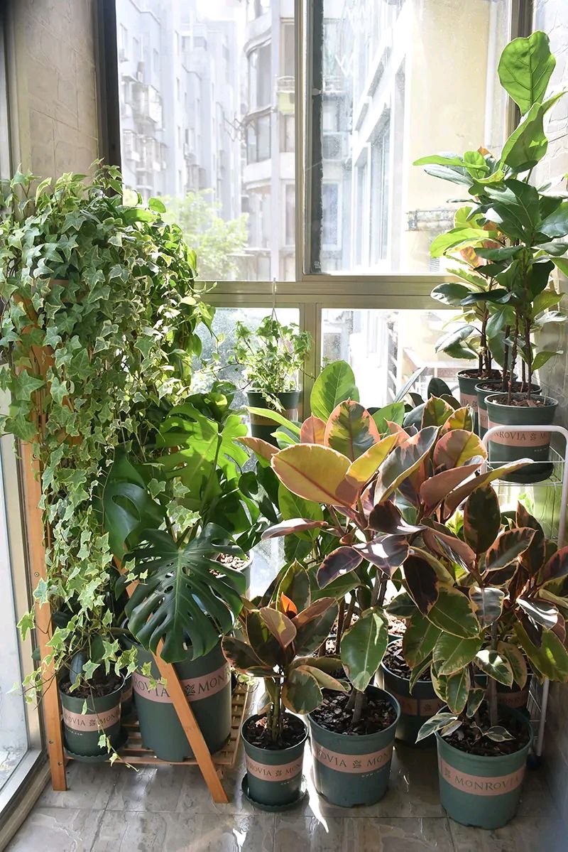 一年四季不死的十种花水养,浇水过多死的植物