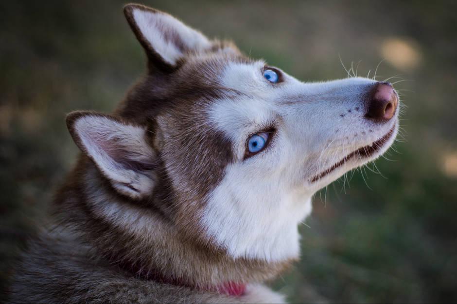 哈士奇拉稀是什么症状,哈士奇呕吐怎么处理
