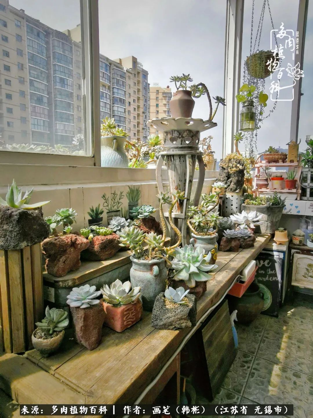 阳台多肉花园简直美翻了,适合男生养的多肉