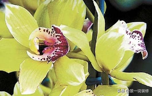 世界上最珍贵的5种花,世界十大最贵的十种花