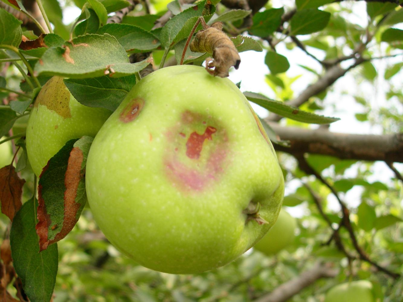 苹果缩果的危害,苹果缩叶病原因和治疗方法
