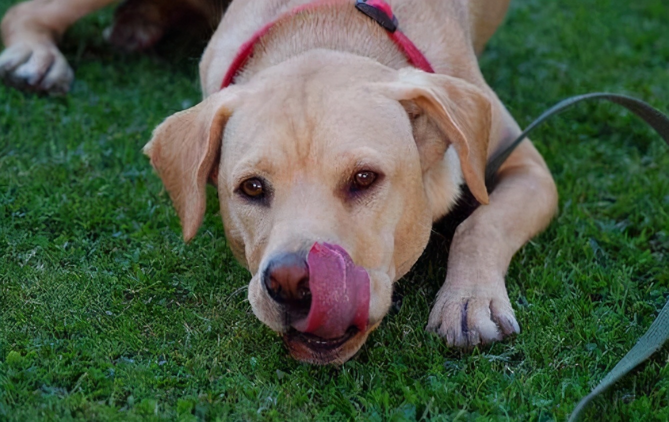 狗狗拉软便便吃什么药,狗狗拉白色便便怎么办
